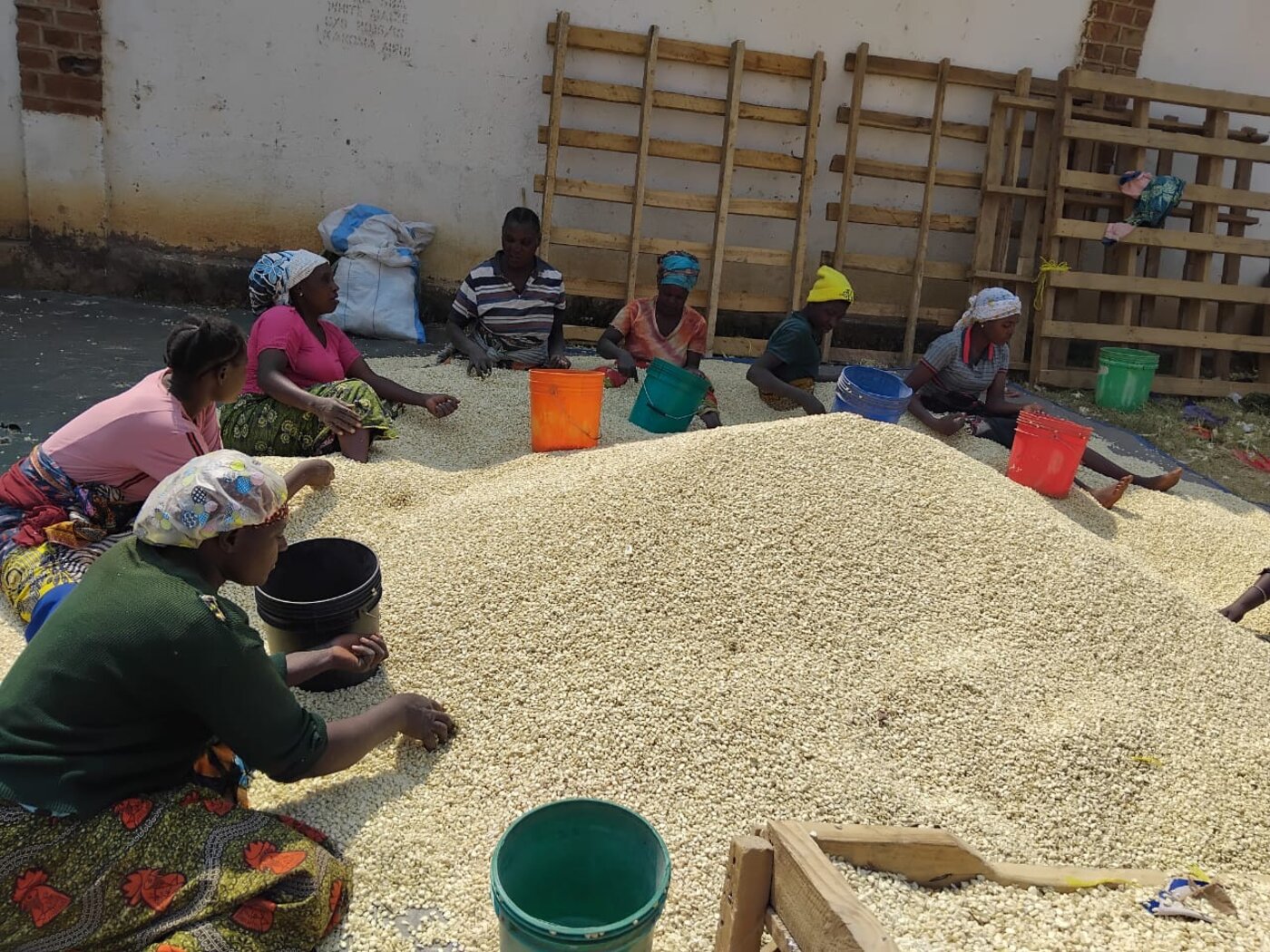 Women hand-sorting maize for quality at an Inuka site