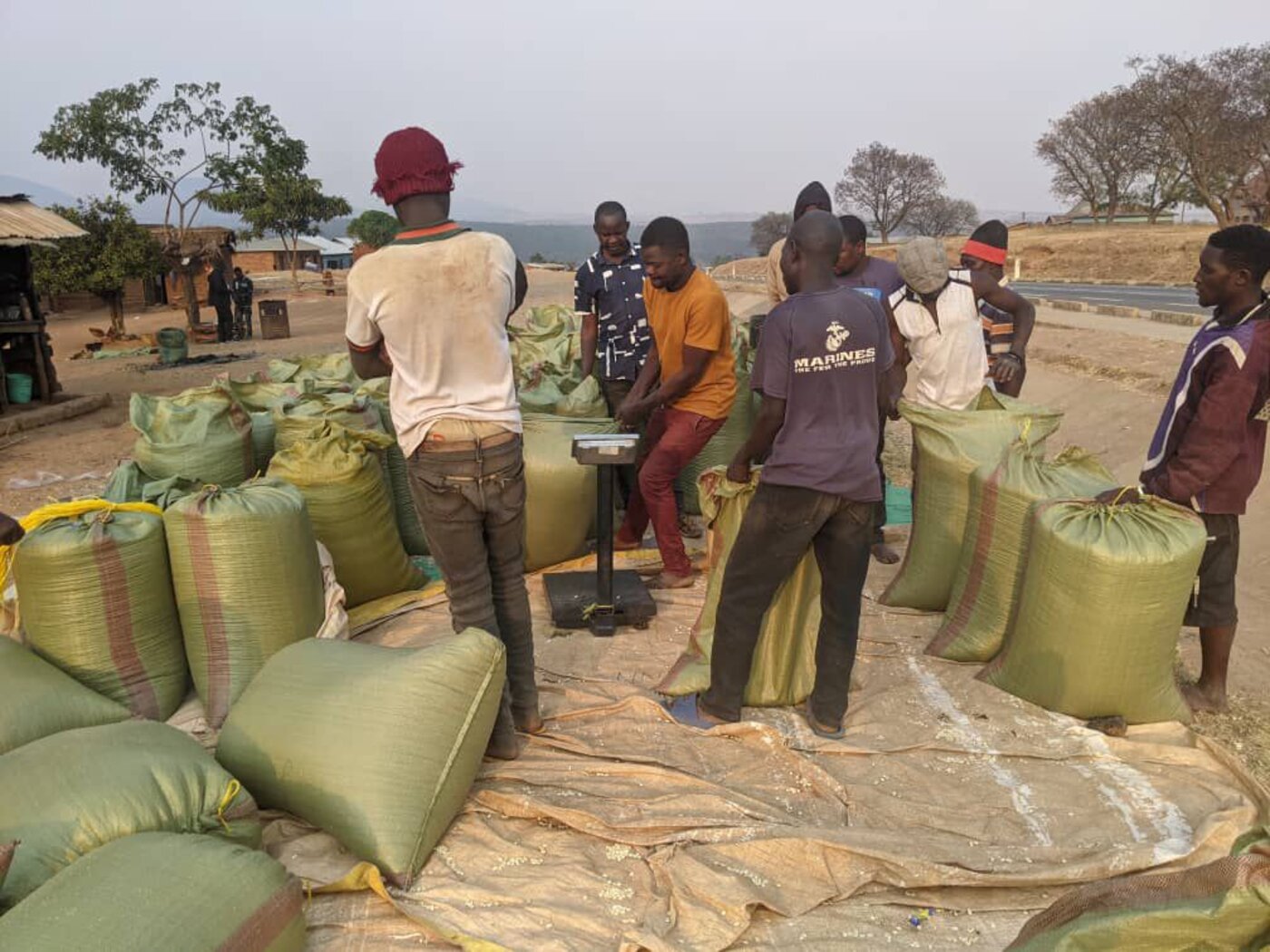 Farmers weighing bagged grain at an Inuka aggregation point