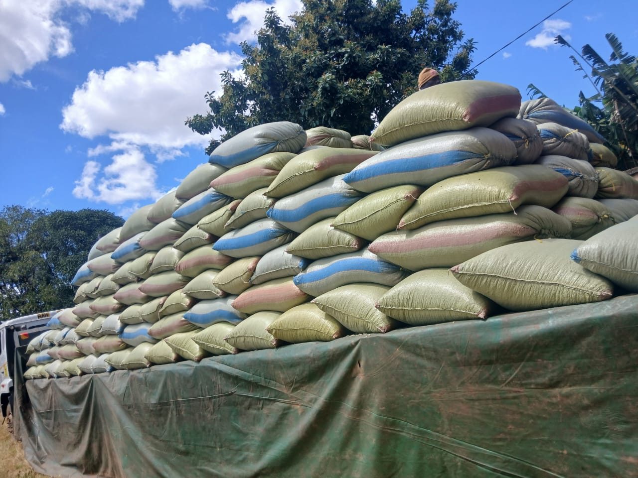 Aggregated grain bagged and ready for institutional buyers