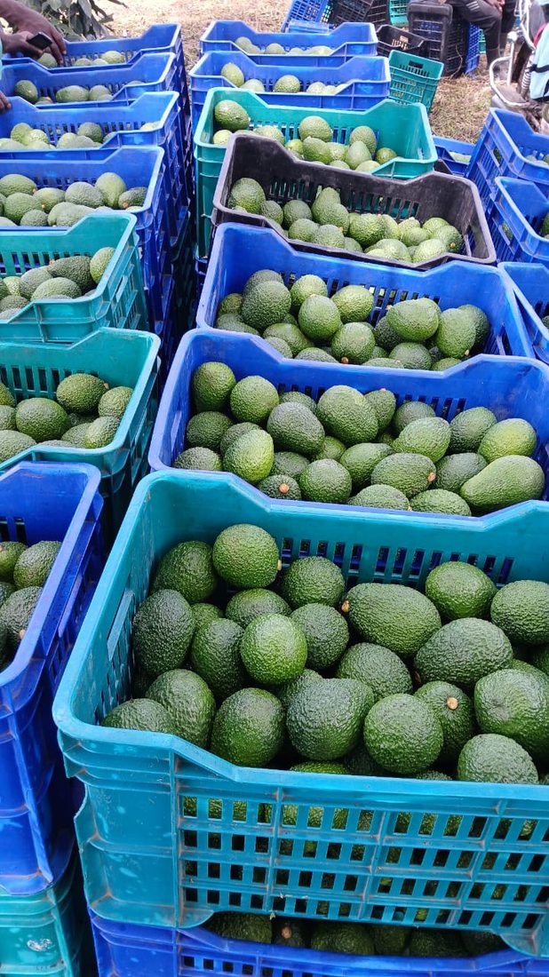 Freshly harvested avocados in crates, ready for export